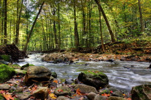 Small forest river