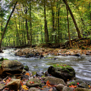 Small forest river