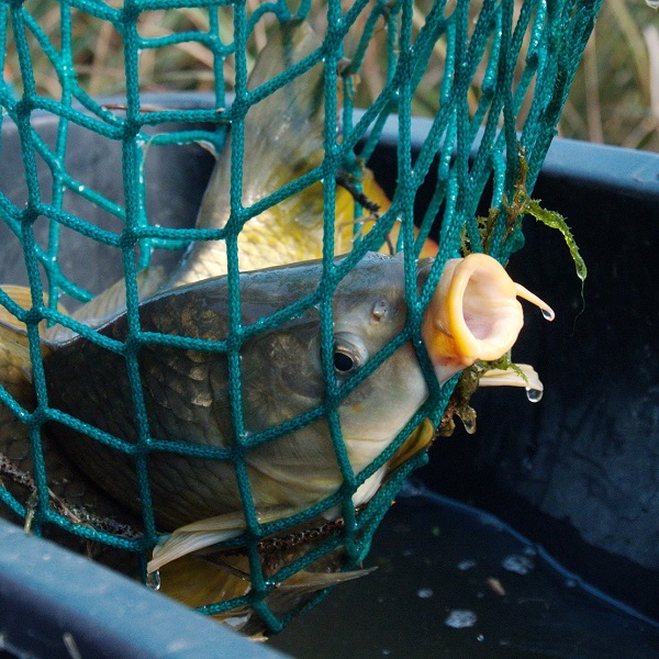 Vánoční prodej ryb